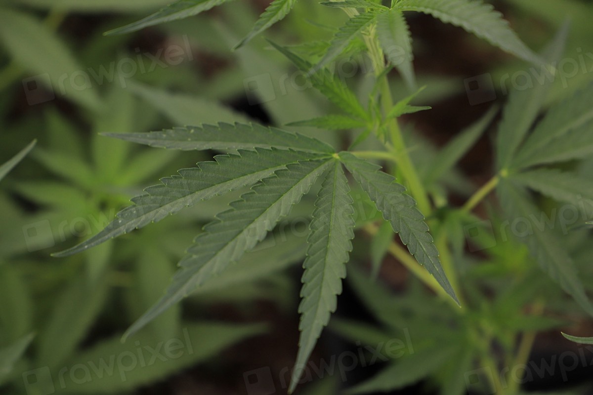 Summer Cannabis Guide for New Jersey (2026): Best Products, Strains & Hot-Weather Tips