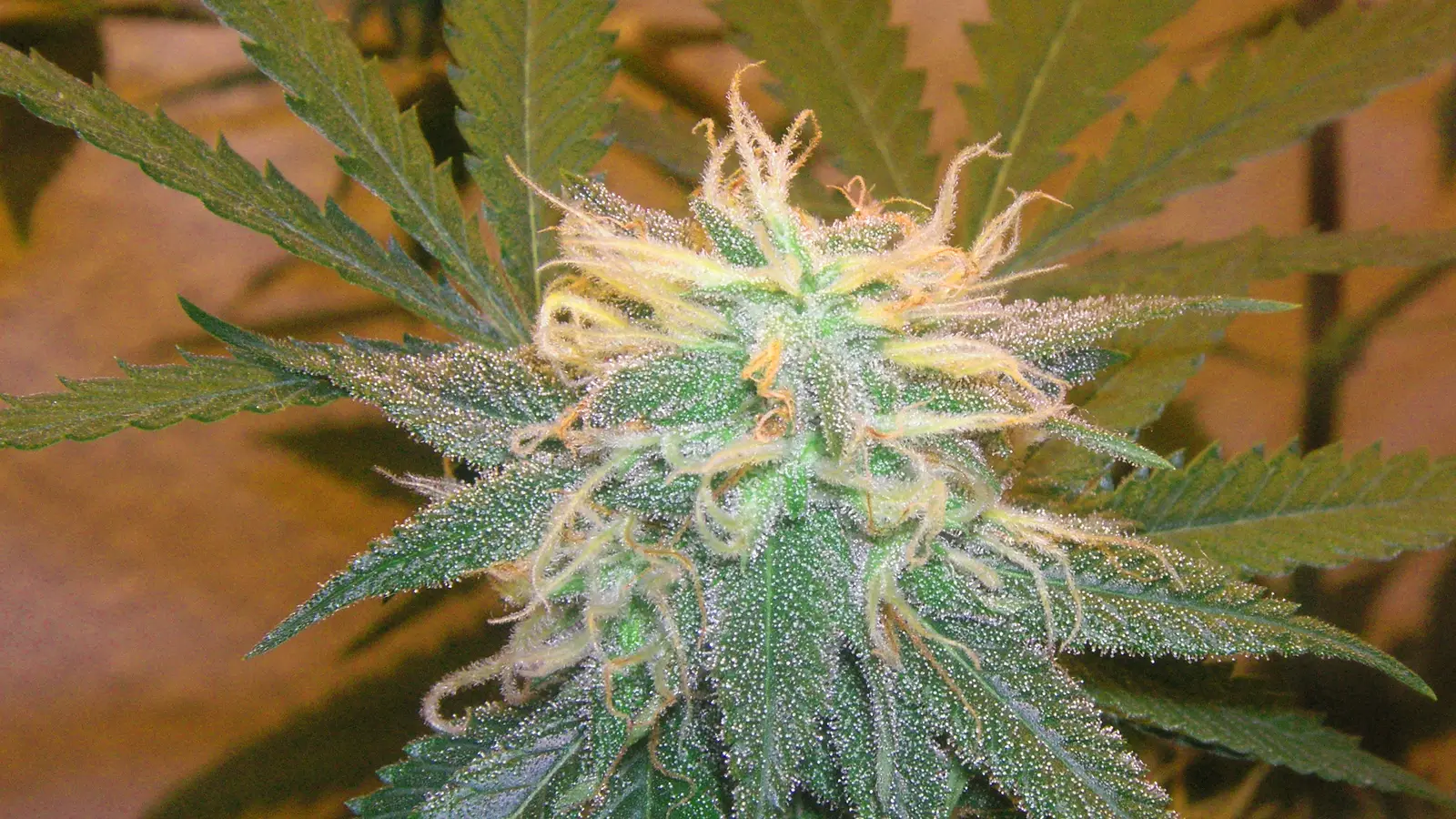 Close-up of a flowering cannabis bud covered in frosty white trichomes, shown for illustration