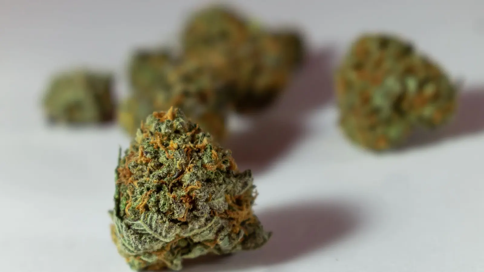 Several dried cannabis flower buds on a white surface, one in sharp focus in the foreground