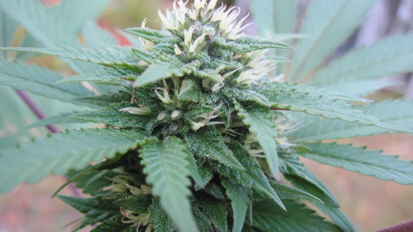 The top flower of a growing cannabis plant, with white hairs and frosty sugar leaves, surrounded by green fan leaves