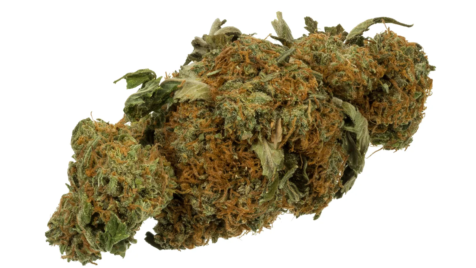 A single dried cannabis bud with orange hairs and small sugar leaves on a white background