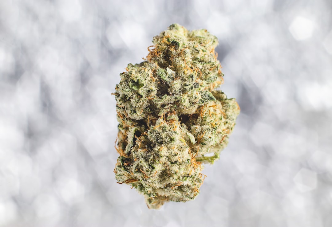 Blue Dream cannabis strain — dense green buds with orange pistils